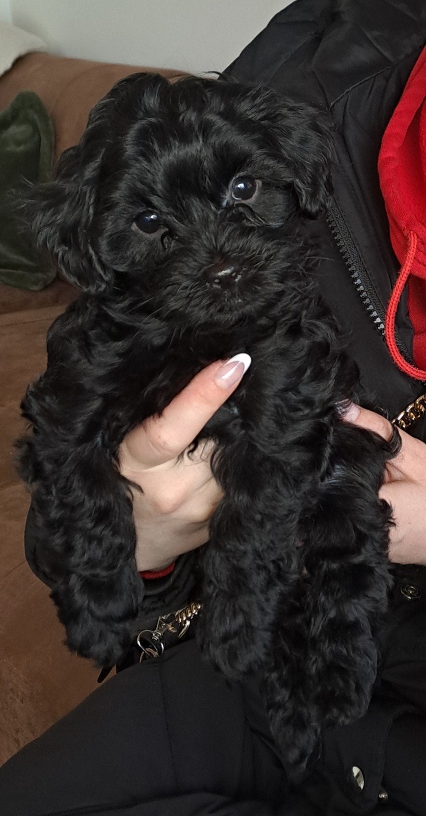 ️ 🐾💙💙EXCLUSIEVE KLEINBLIJVENDE YORKIPOO PUPS️ 💙💙, Overige rassen, 8 tot 15 weken, CDV (hondenziekte), Meerdere