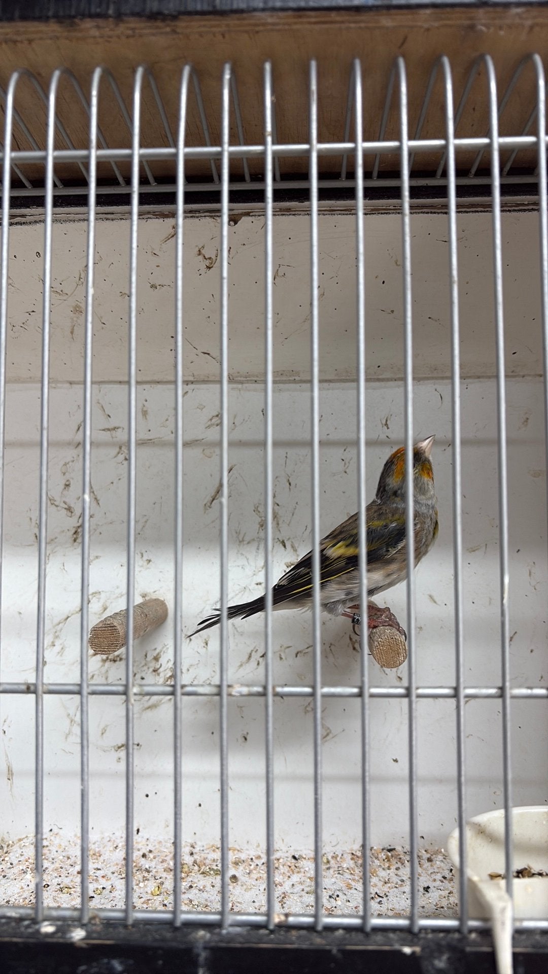 Bastaard putter, Mannelijk, Wildzangvogel