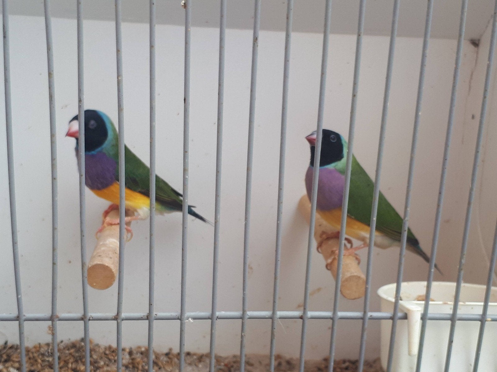 Tropen, Dieren en Toebehoren, Vogels | Overige Vogels, Meerdere dieren