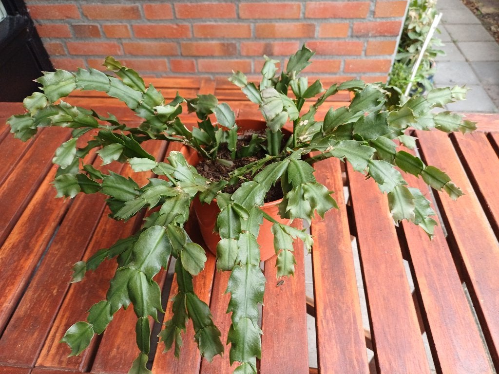 kamerplant grote lidcactus hang, Ophalen, Halfschaduw, Minder dan 100 cm, Bloeiende kamerplant