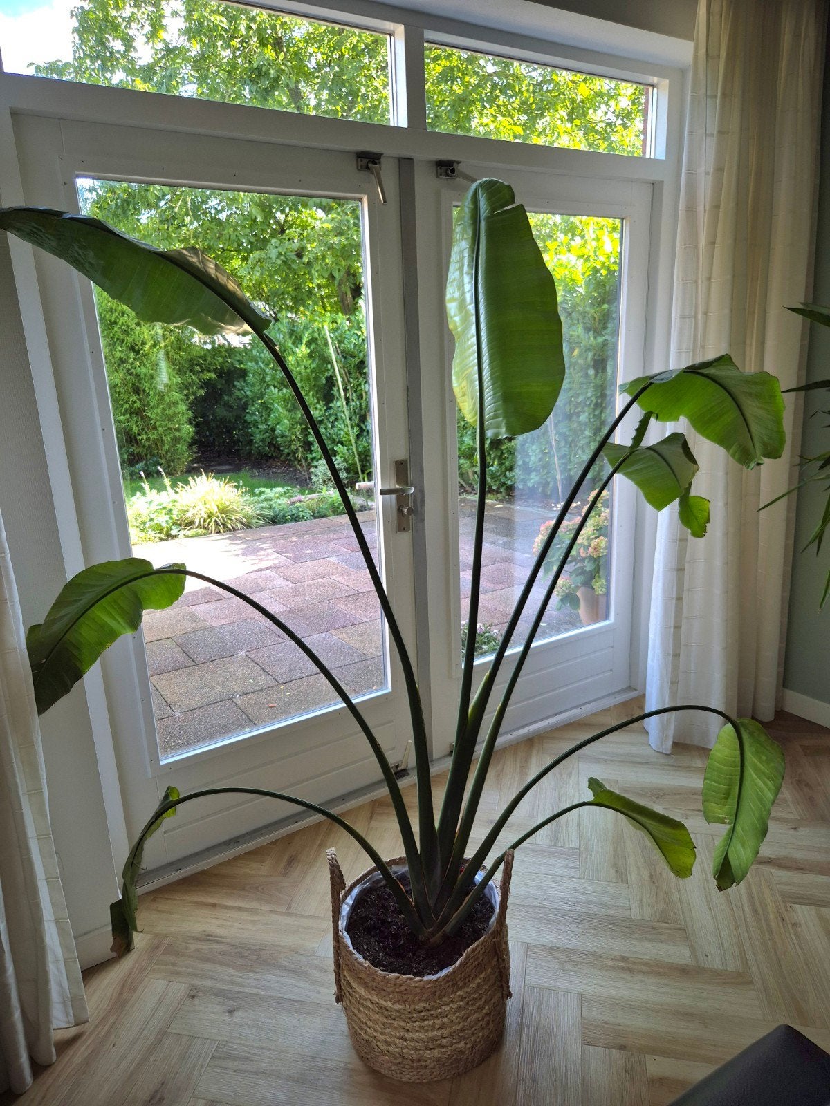 Strelitzia, Ophalen, Volle zon, 150 tot 200 cm