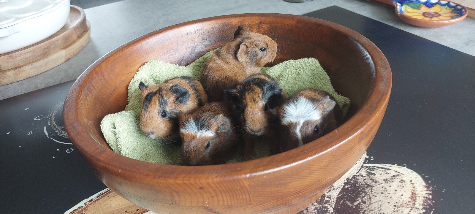 Mooie cavia baby's nog 2 beertjes., Cavia, Juni, Meerdere dieren, Tam