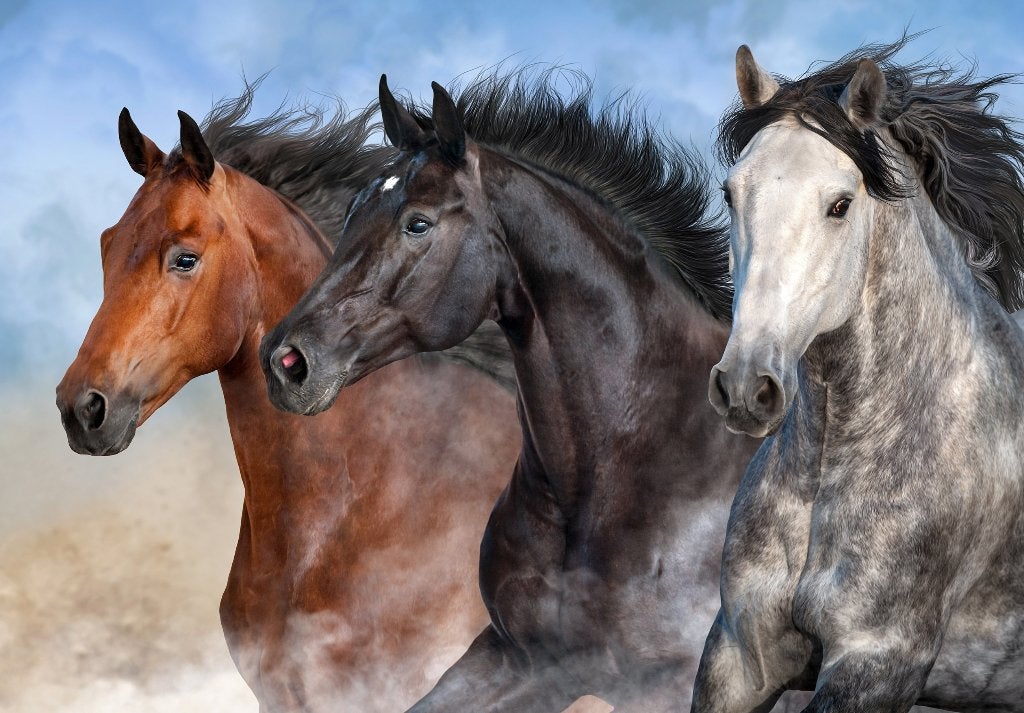 Paarden behang Trio - Paarden fotobehang - Muurdeco4kids, Verzenden, Fotobehang