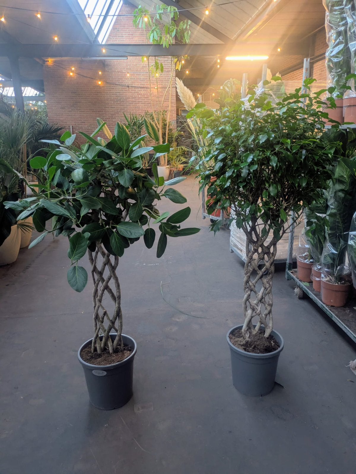 Ficus draaistam 150 cm, Ophalen, Volle zon, Overige soorten, Minder dan 100 cm