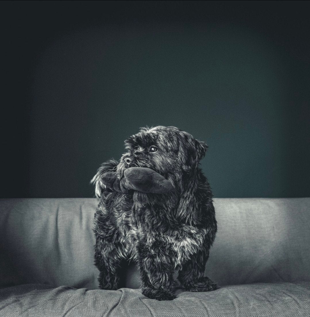 Gouden mandje gezocht voor Marley (Maltezer x Shih Tzu), Dieren en Toebehoren, 6 jaar of ouder, Parvo, Eén hond, Nederland