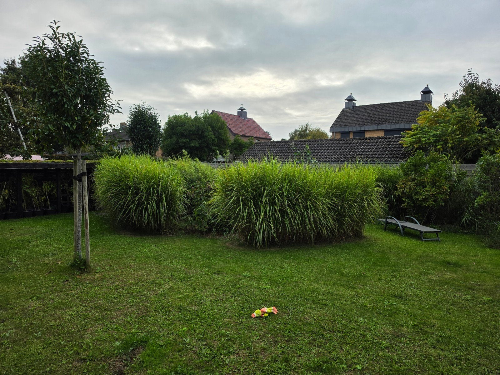 Siergras voor een prachtige tuin, Ophalen, Volle zon, Vaste plant, Siergrassen