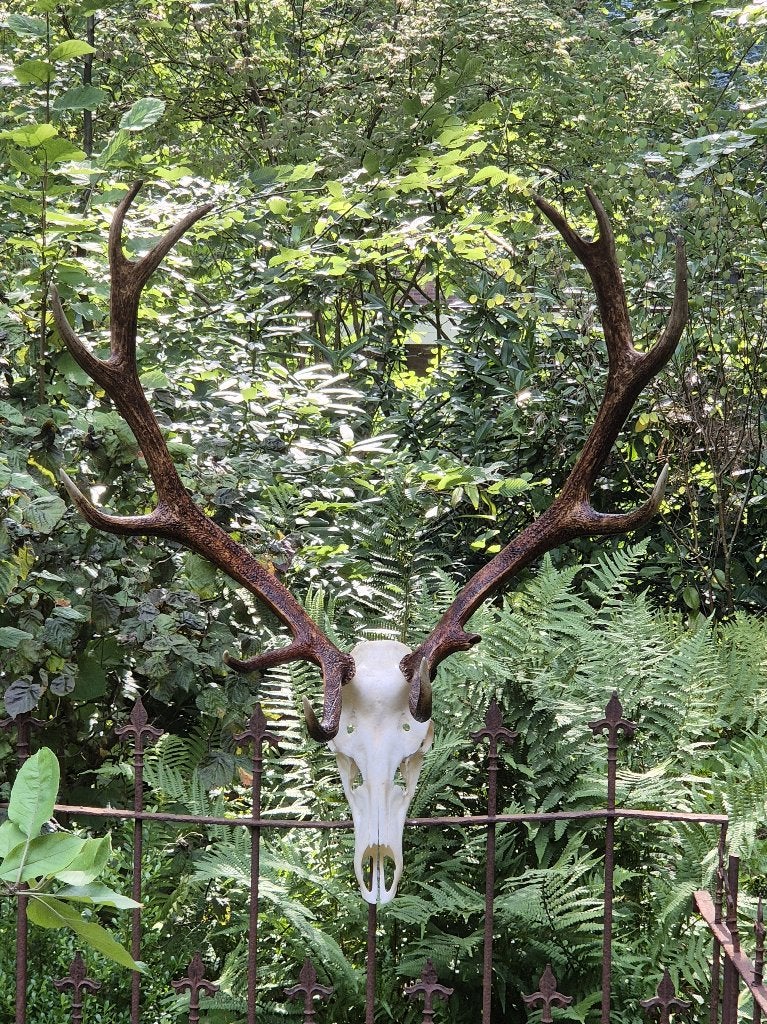 Mooi groot edelhert gewei Jacht Mancave taxidermie k11, Ophalen, Zo goed als nieuw, Hert, Gewei of Kop