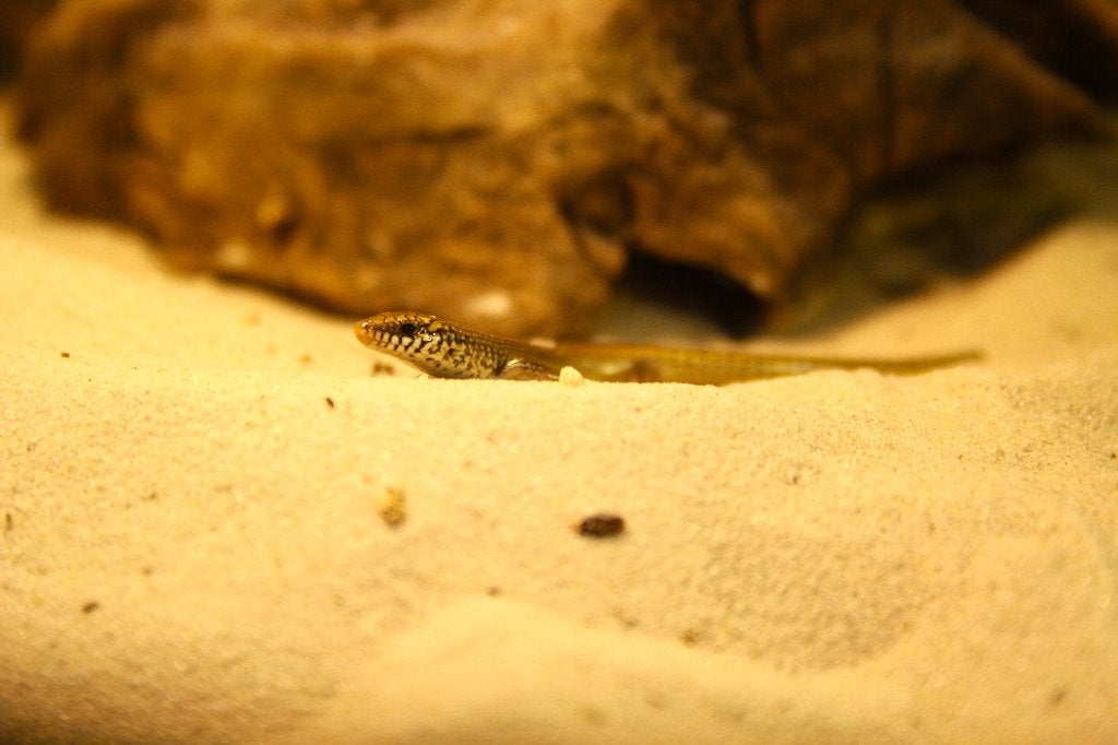 Jonge parelskinken, Dieren en Toebehoren, Reptielen en Amfibieën, Hagedis, 0 tot 2 jaar