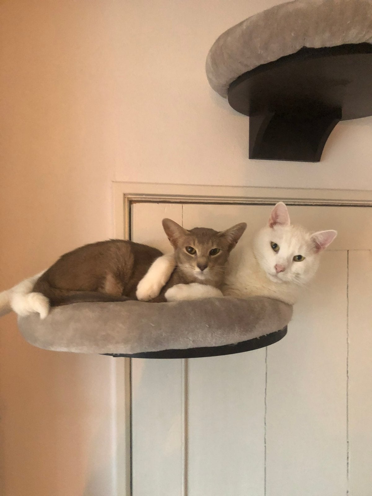James, Hazel & Ollie zoeken samen een liefdevol thuis, Meerdere dieren, Gechipt, 3 tot 5 jaar