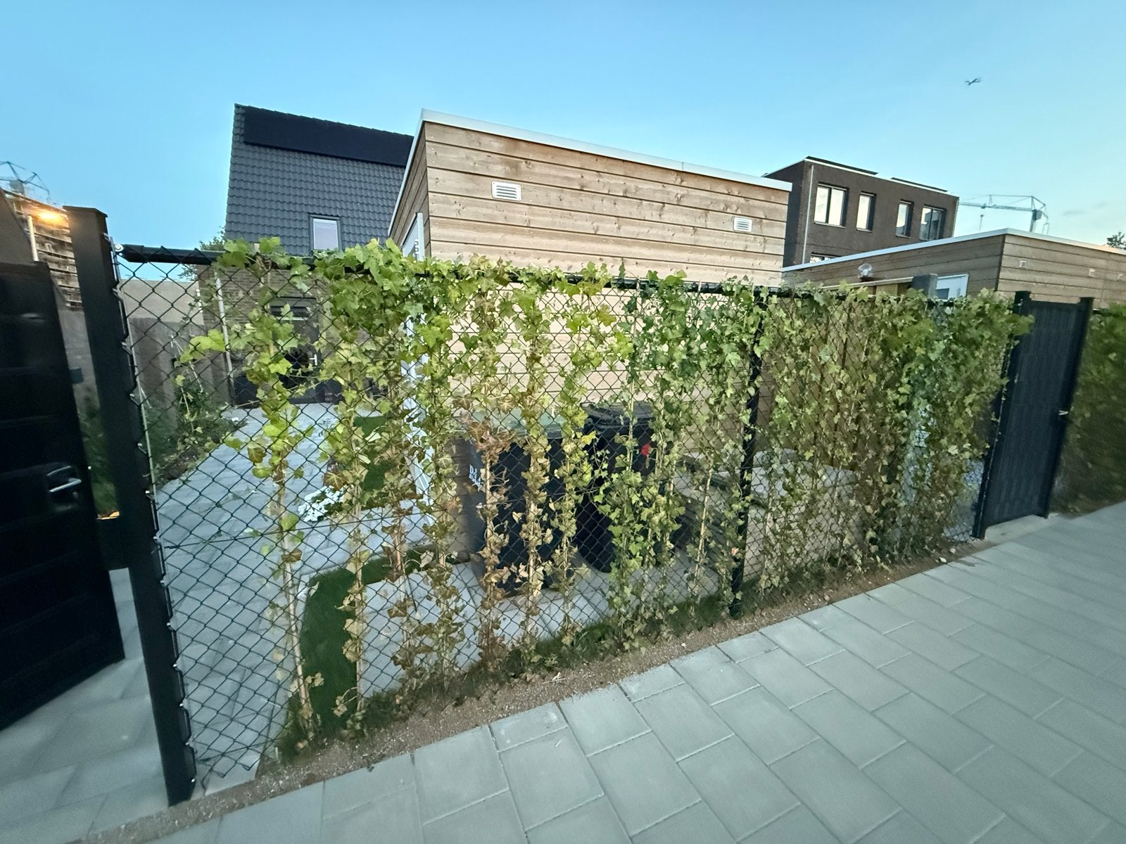 21 stuks klimop (Hedera) voor haag of begroeiing, Ophalen of Verzenden, Overige soorten, Haag, 100 tot 250 cm