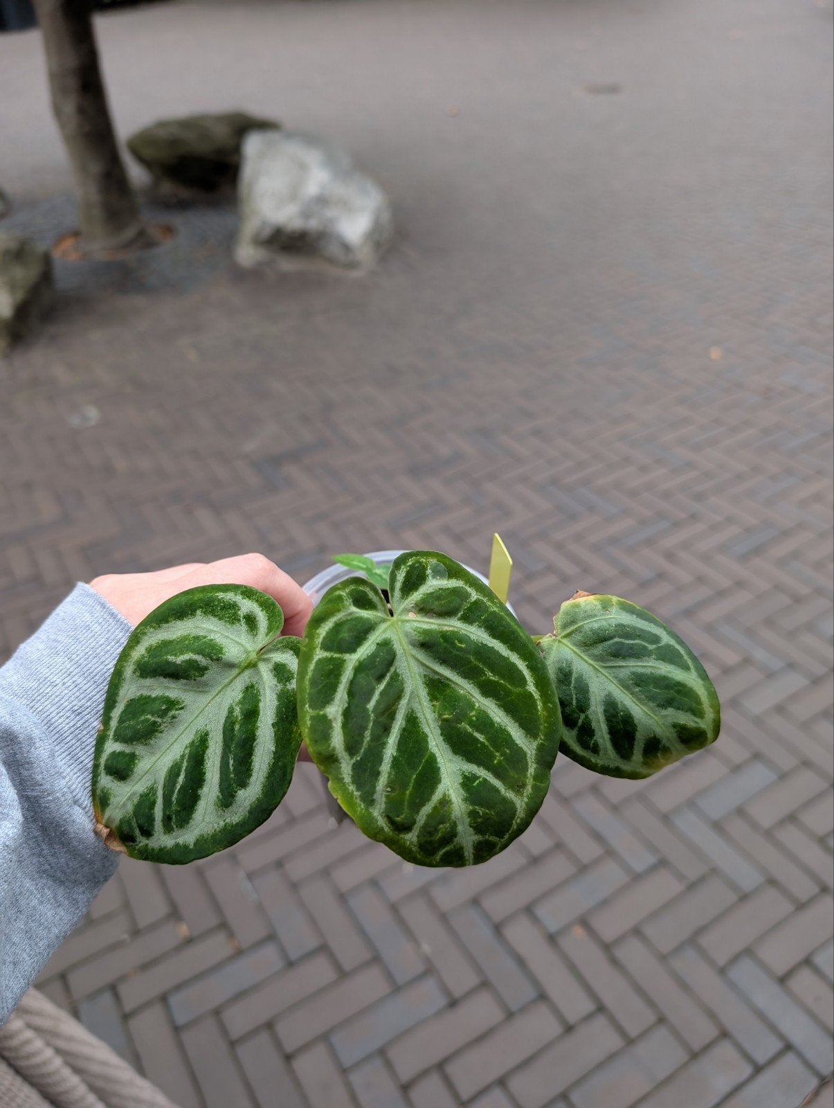 Anthurium Doryaki x self, Ophalen of Verzenden, Halfschaduw, Minder dan 100 cm