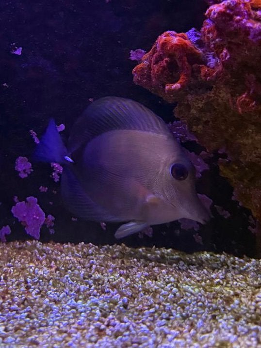 Scopas zeilvin doktersvis aangeboden, Dieren en Toebehoren, Vis, Zoutwatervis