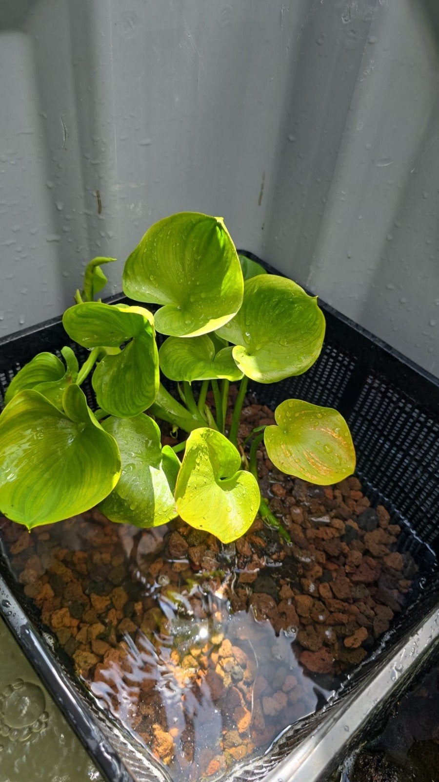 Moeras aronskelk / Zantedeschia aethiopica stekken, Ophalen