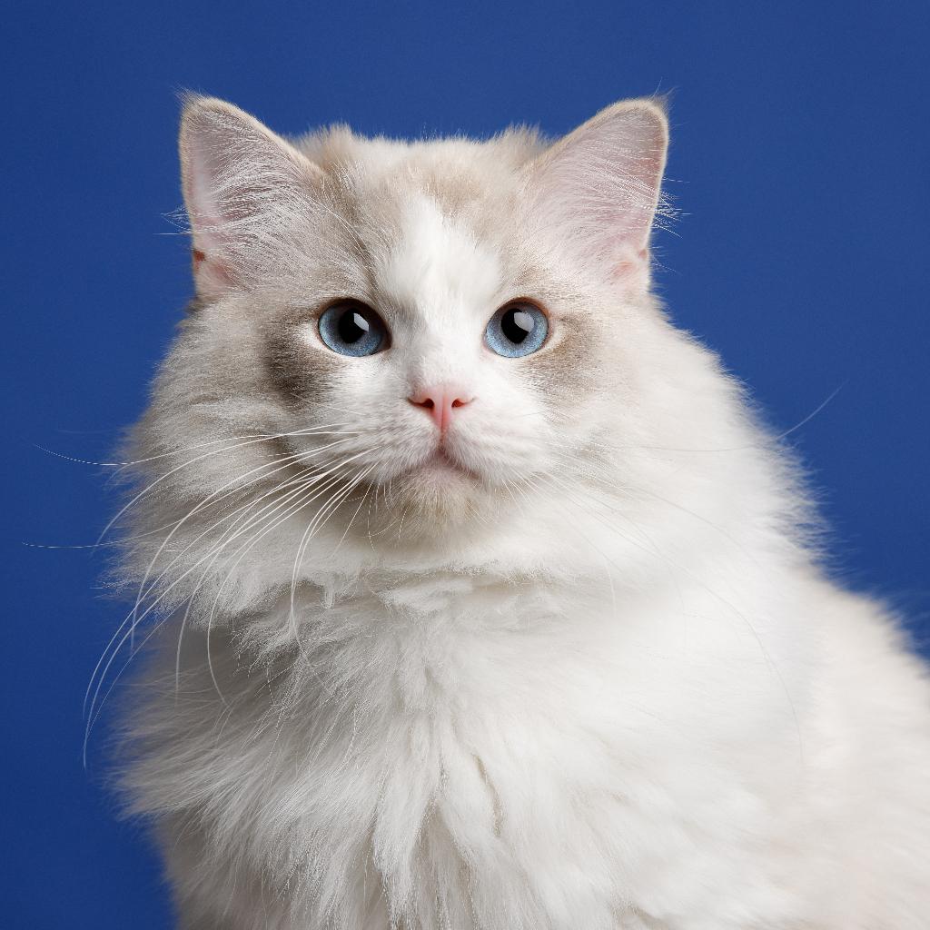 Ragdoll kater herplaatser pensioen, Kater, Met stamboom, 3 tot 5 jaar