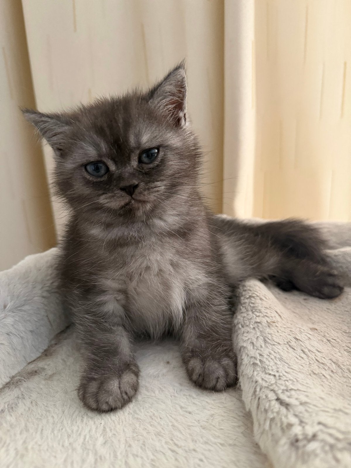 Britsekorthaar kitten mannetje, Dieren en Toebehoren, Kater, Kortharig, 0 tot 2 jaar