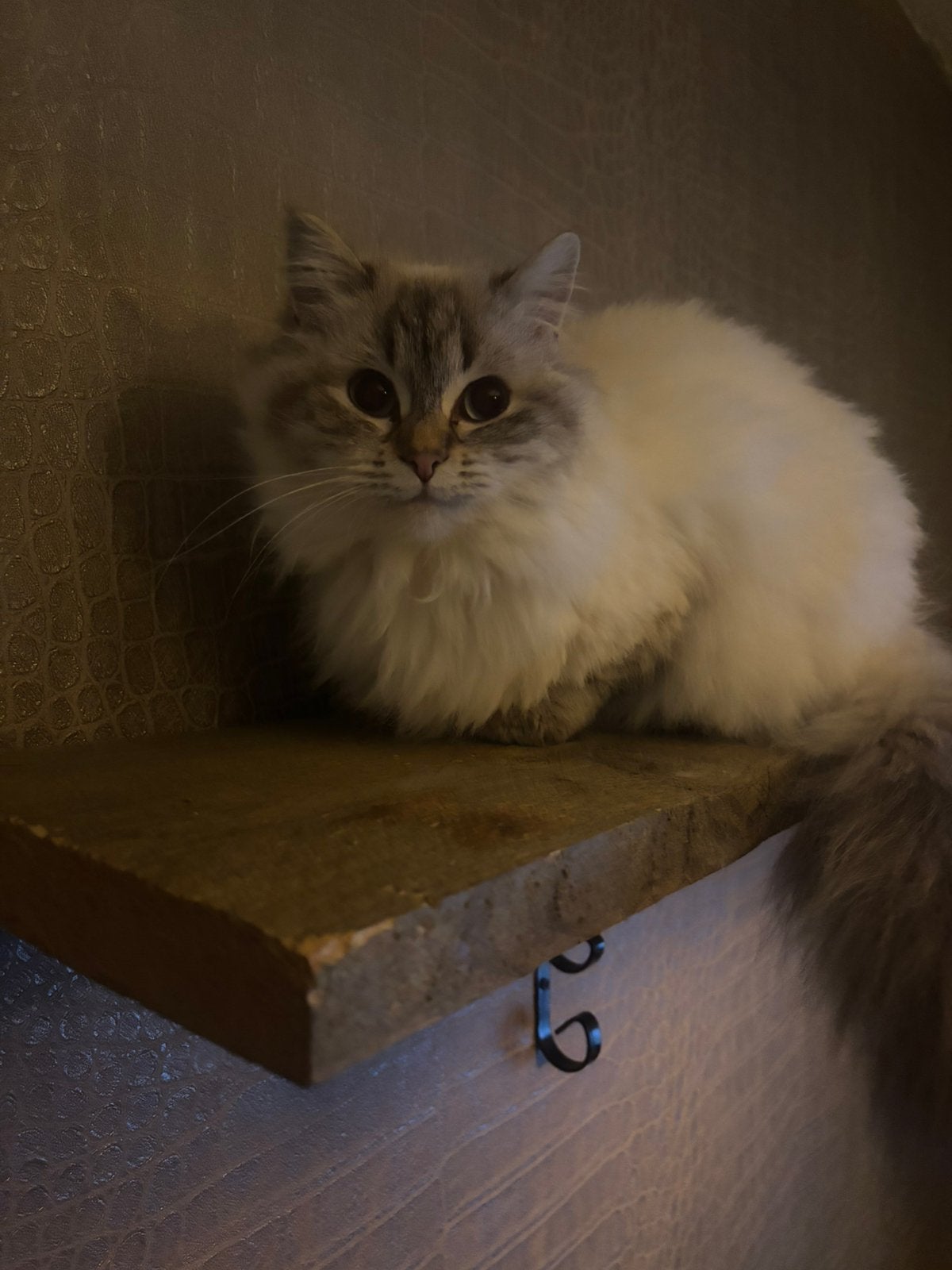 Ragdoll herplaatser, Poes