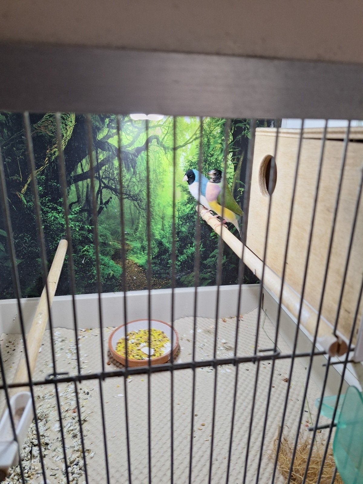 Koppel blauwe gouldamadines, Meerdere dieren