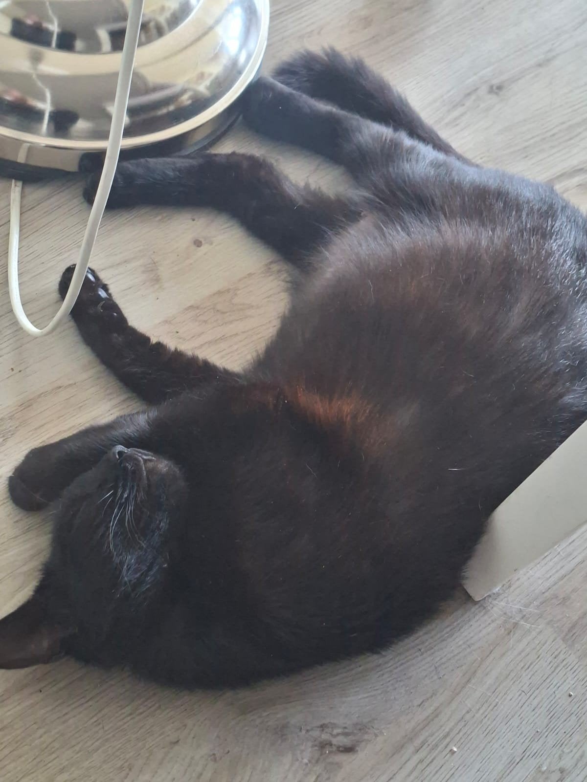 Kat, poes 1 jaar oud, Poes