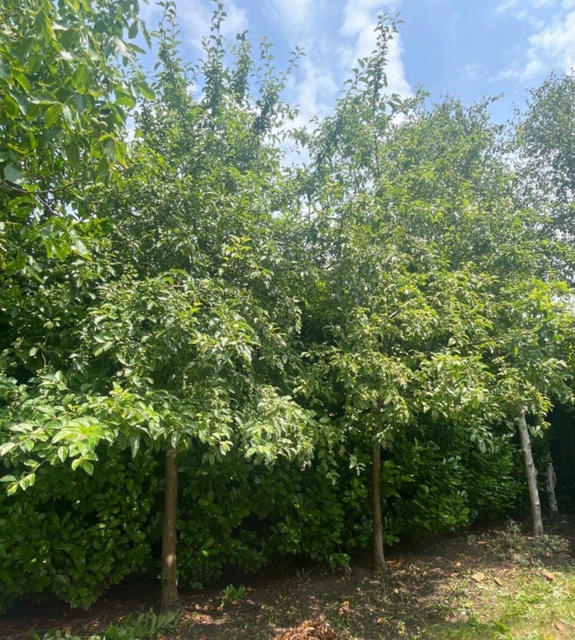 2 gratis Malus bomen (sierappel) met rode appeltjes, Overige soorten, Lente, 250 tot 400 cm, Ophalen
