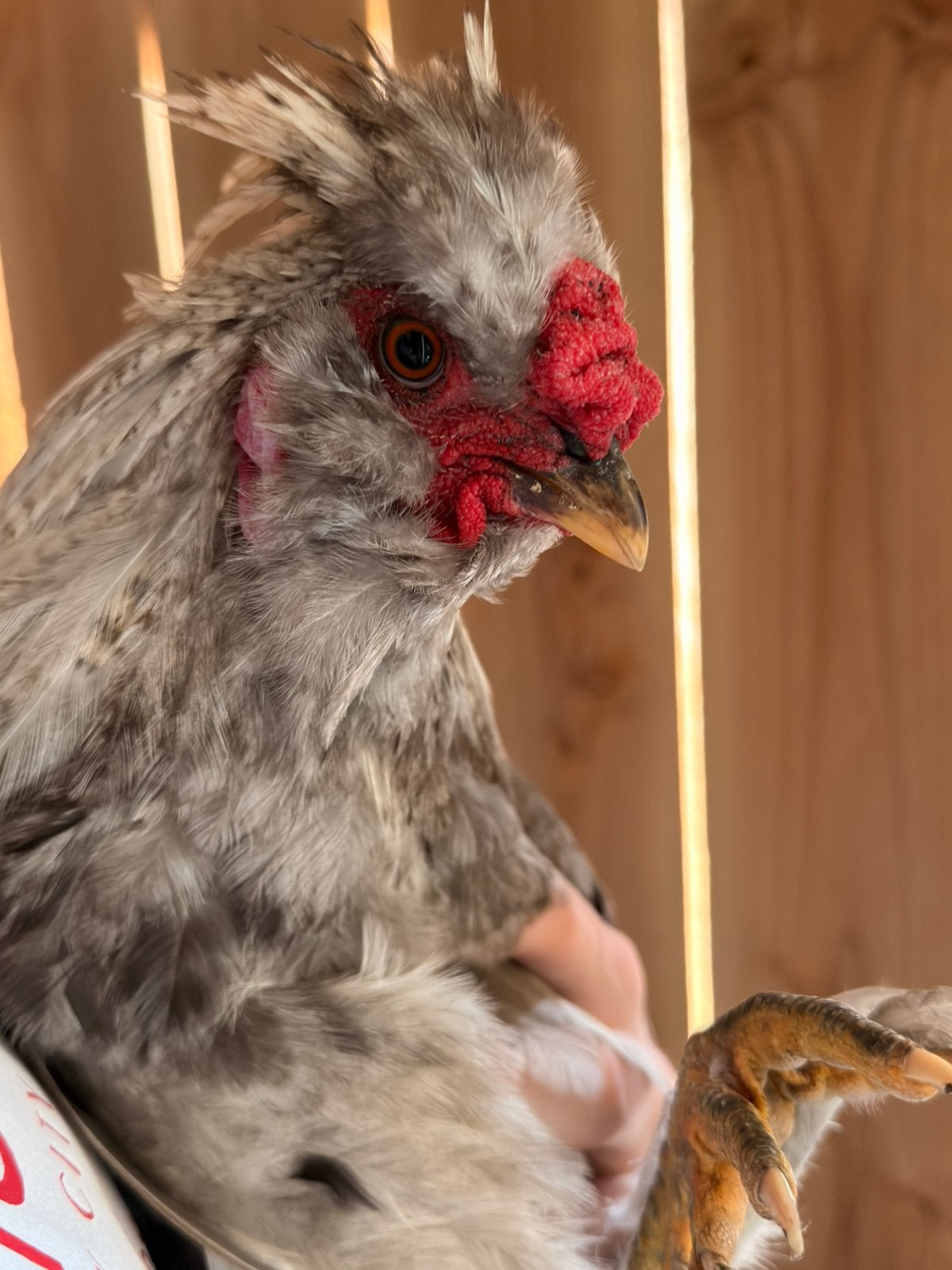 Zijdehoen/creamlegbar haan, Dieren en Toebehoren, Mannelijk, Kip