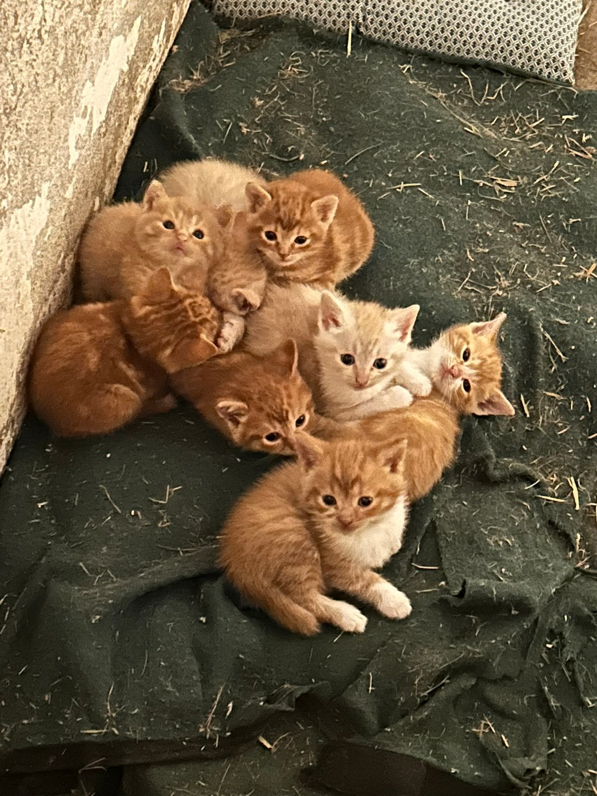 Super mooie en lieve rode kittens te koop, Meerdere dieren, Ontwormd