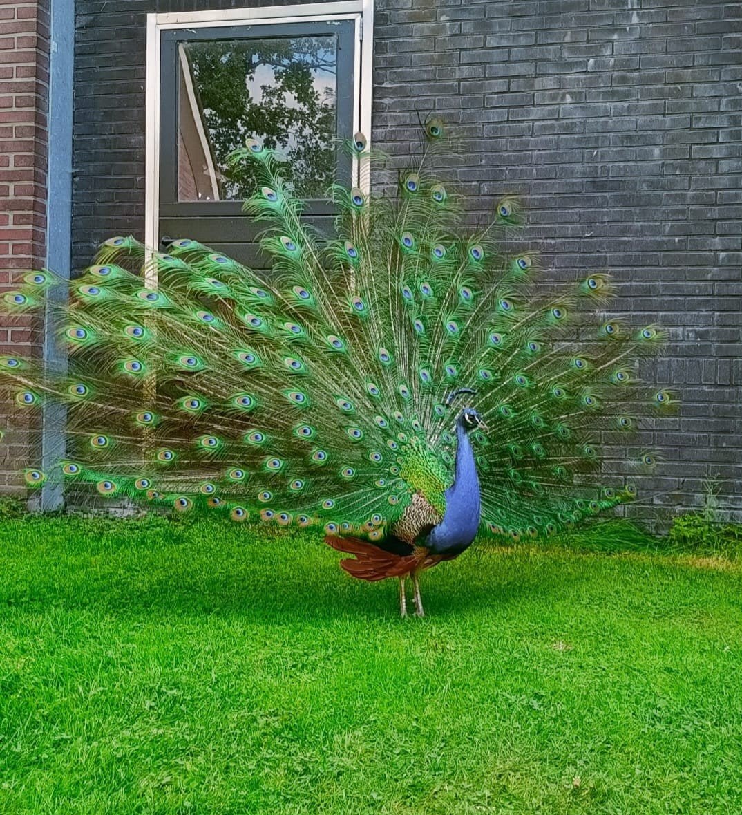 pauwen kuikens, Dieren en Toebehoren, Meerdere dieren, Overige soorten
