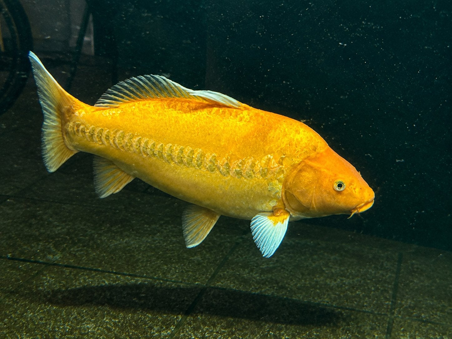 Doitsu karashigoi, Dieren en Toebehoren, Karper of Koi