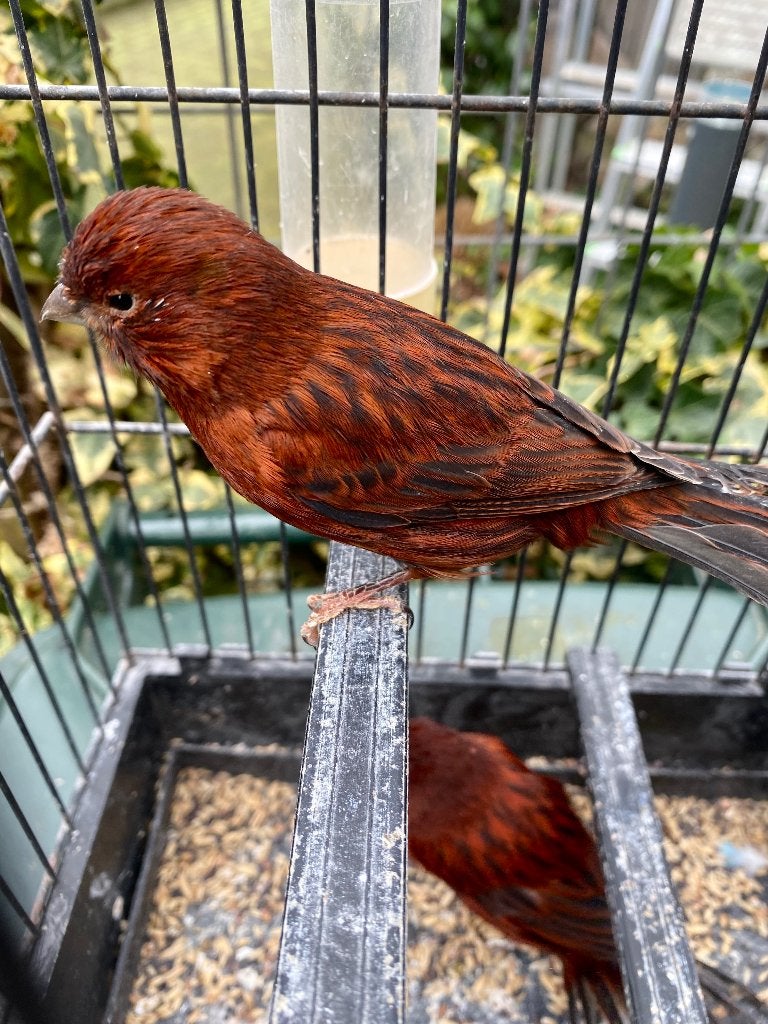 Zwart rode kanaries, Dieren en Toebehoren, Meerdere dieren, Kleurkanarie