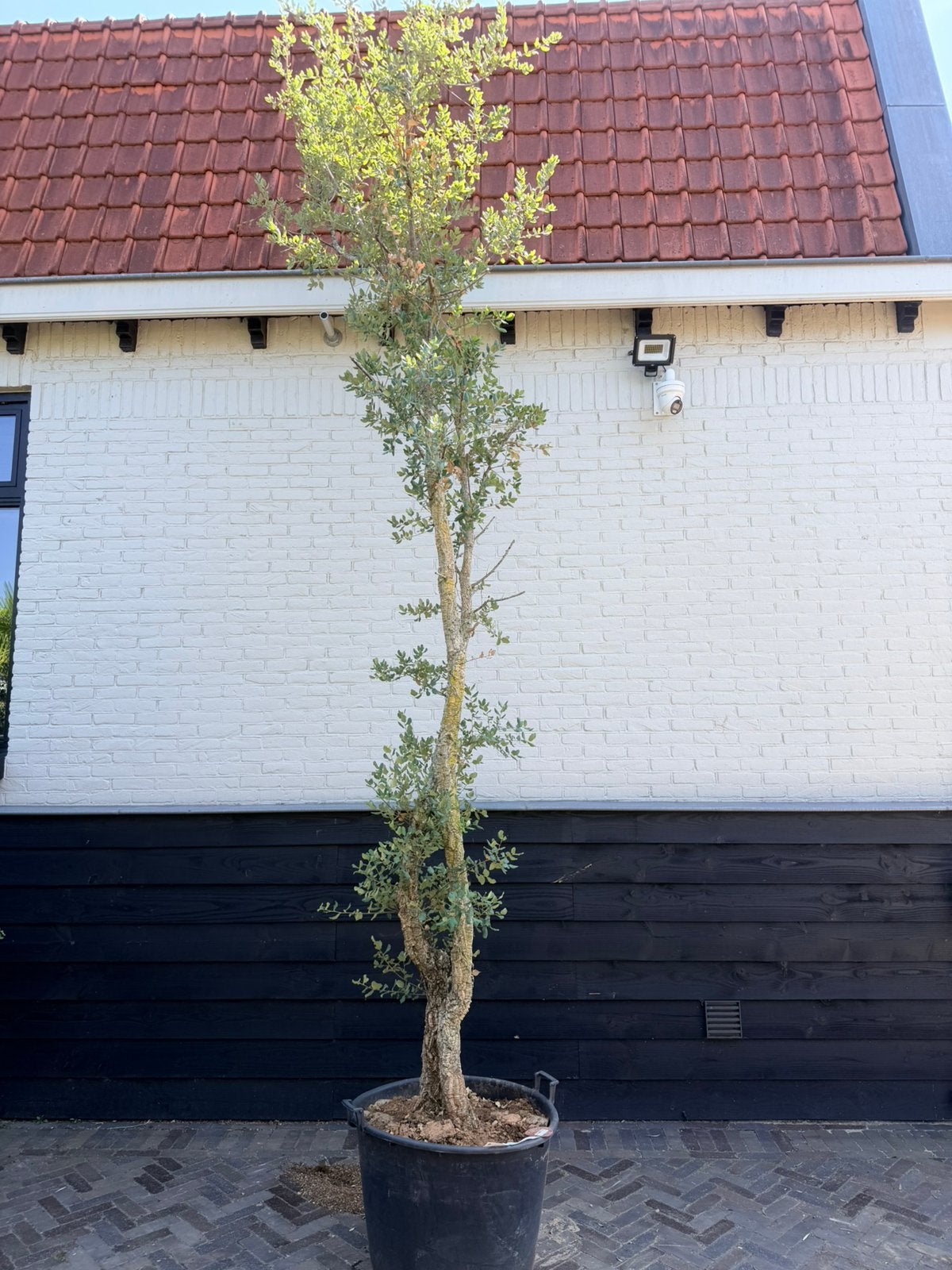 Mooie hoge kurkeik 400/450 cm zeker., Tuin en Terras, 100 tot 250 cm, Zomer, Palmboom, Ophalen