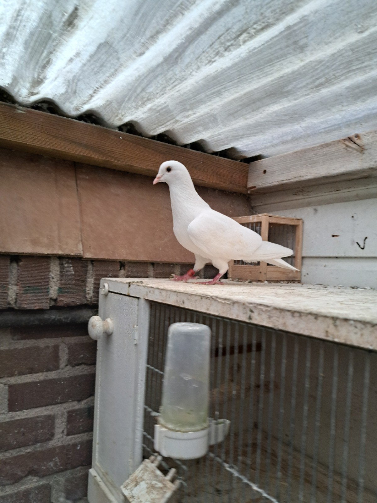 Prachtige witte duivin., Dieren en Toebehoren, Vrouwelijk, Postduif
