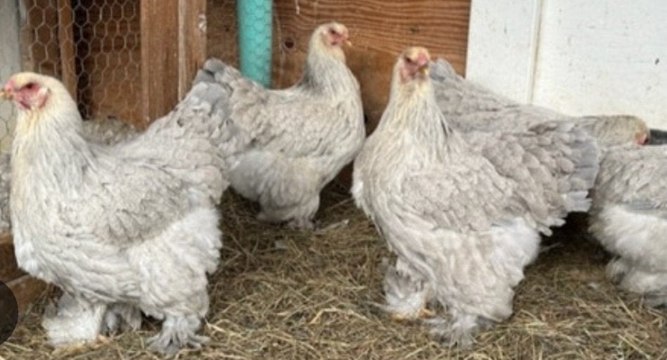 Te koop 4 mooie brahma hennen, Dieren en Toebehoren, Meerdere dieren, Kip