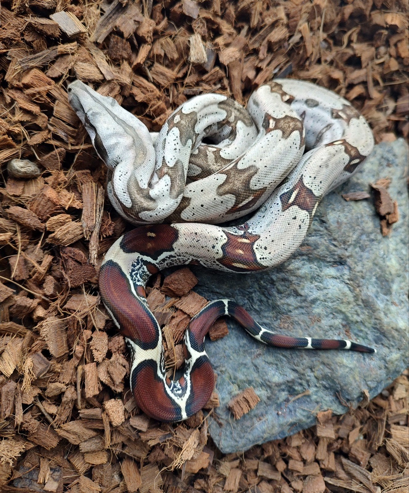 1:1 Guyana roodstaartboa N.K. 2025 Boa Constrictor - unknown for sale from tonnie