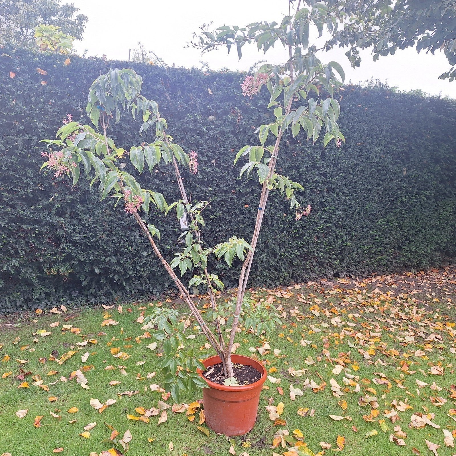 Bijzondere bomen voor een unieke tuin, Tuin en Terras, Overige soorten, Lente, 100 tot 250 cm, Ophalen