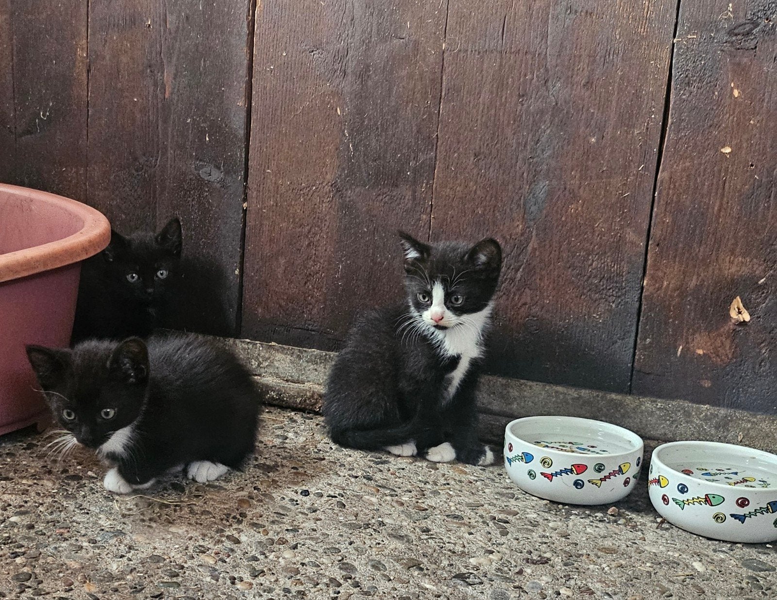 Boerderij kittens, Dieren en Toebehoren, Katten en Kittens | Overige Katten