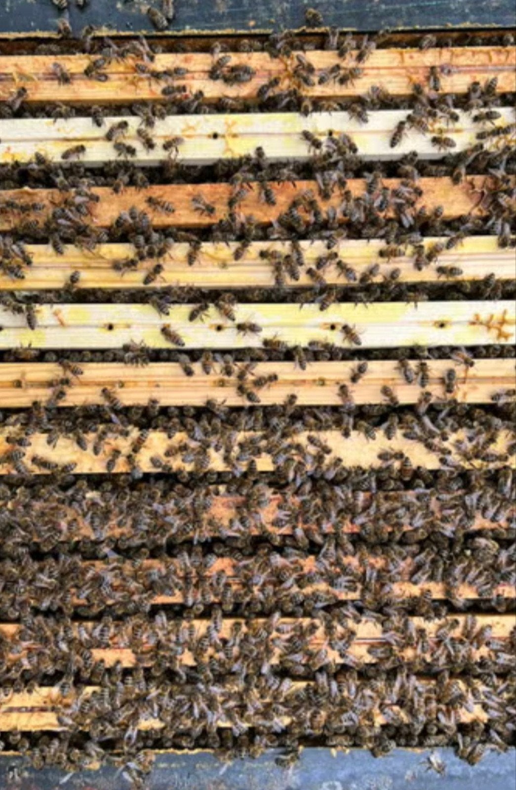 Bijenvolken zonder kast, Dieren en Toebehoren, Bijen