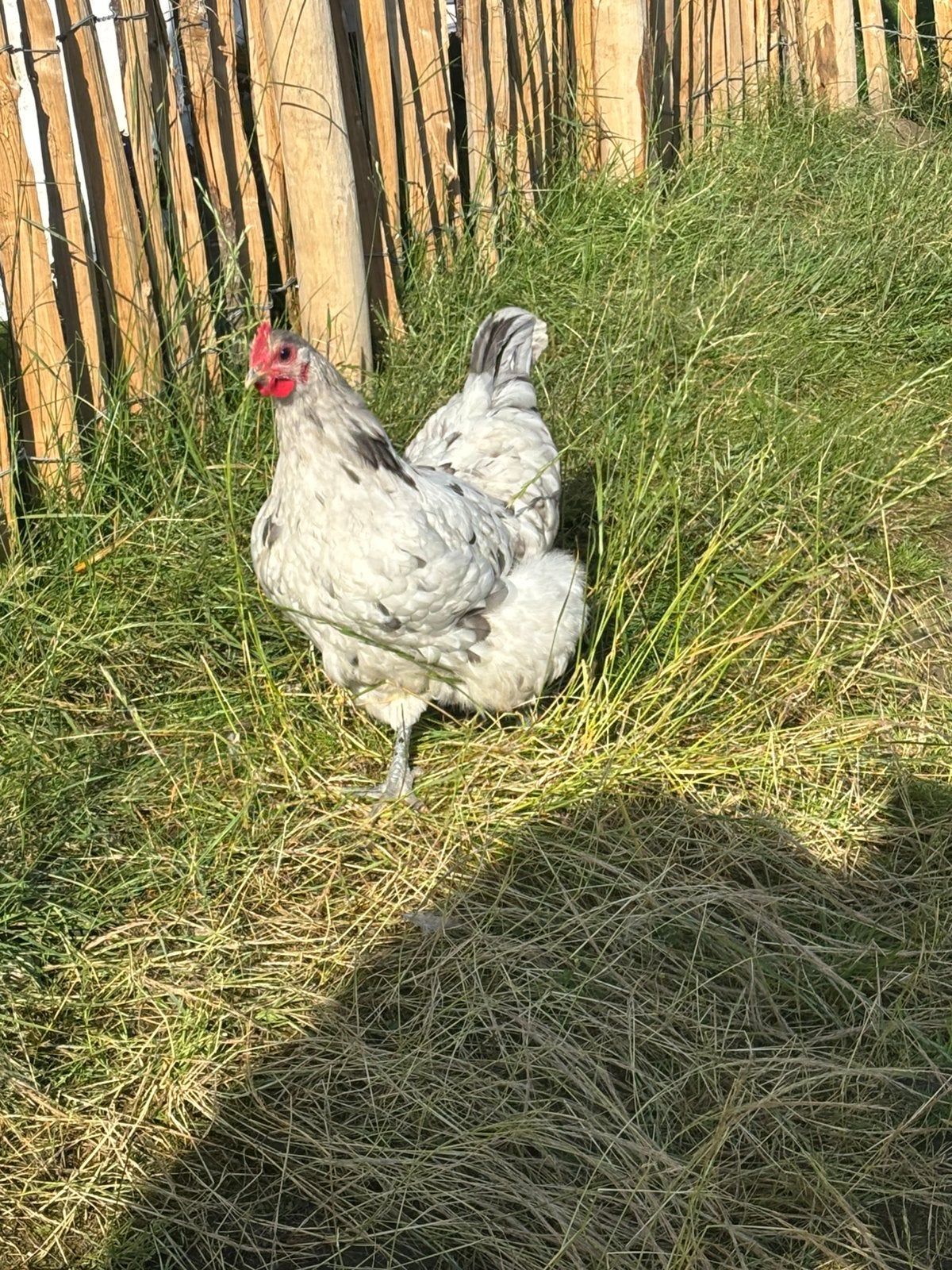 Orpington hennen te koop, Dieren en Toebehoren, Pluimvee, Vrouwelijk, Kip