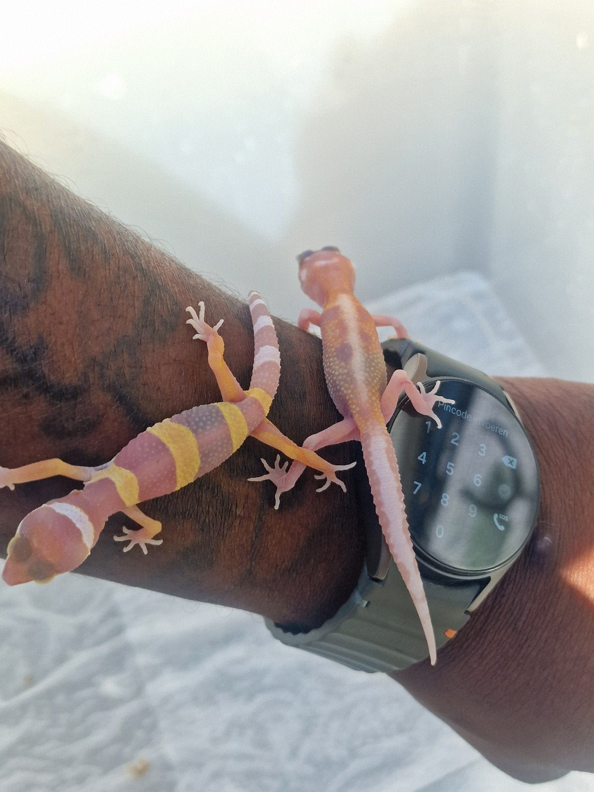 Nakweek Luipaardgekko's, Dieren en Toebehoren, Reptielen en Amfibieën, Overige soorten, Tam, 0 tot 2 jaar