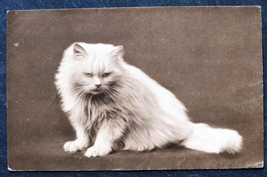 Witte, langharige kat kijkt gebiologeerd, 1917, UK, Verzamelen, Verzenden, Voor 1920, Gelopen, Hond of Kat