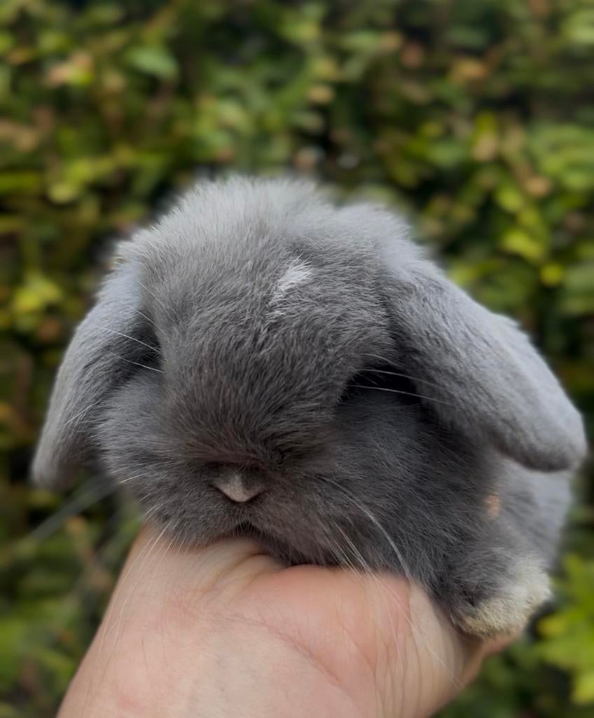 Meerdere minilop / minilops zoeken een ⭐️⭐️⭐️⭐️⭐️🏡, Dieren en Toebehoren, Meerdere dieren, Dwerg