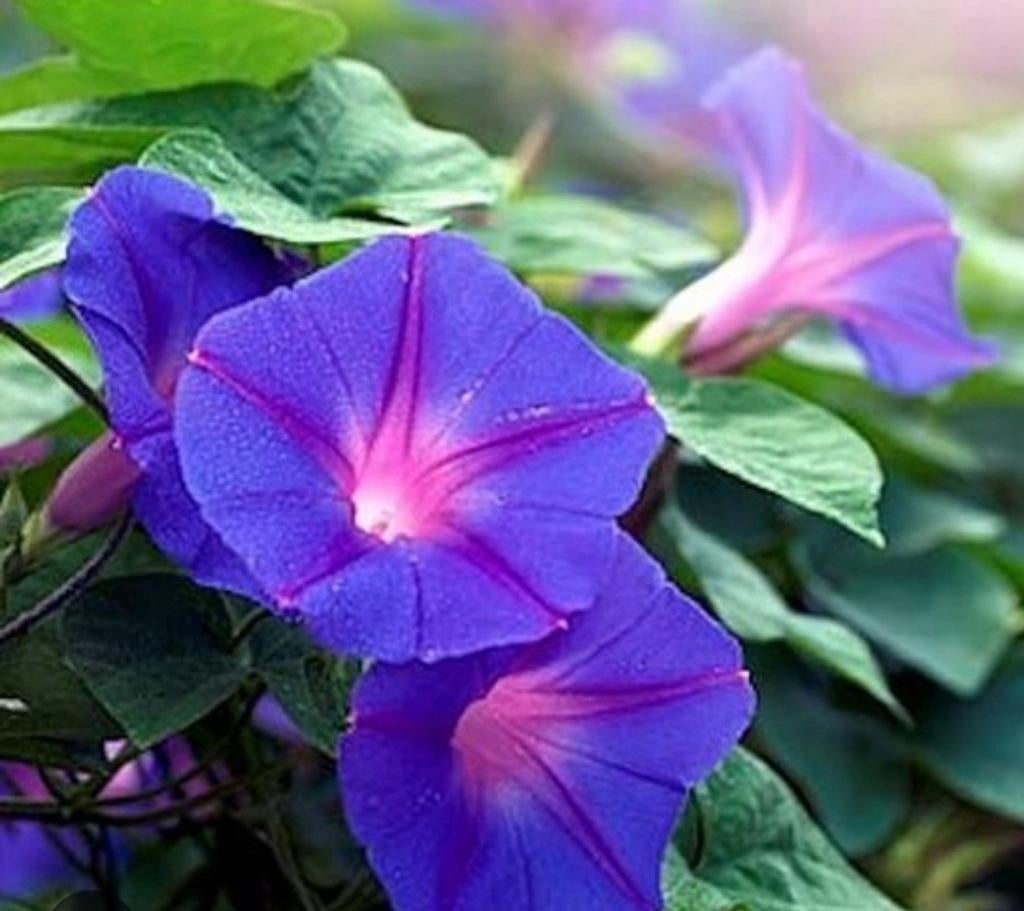 Ipomoea grandpa ott., Ophalen of Verzenden, Overige soorten, Volle zon