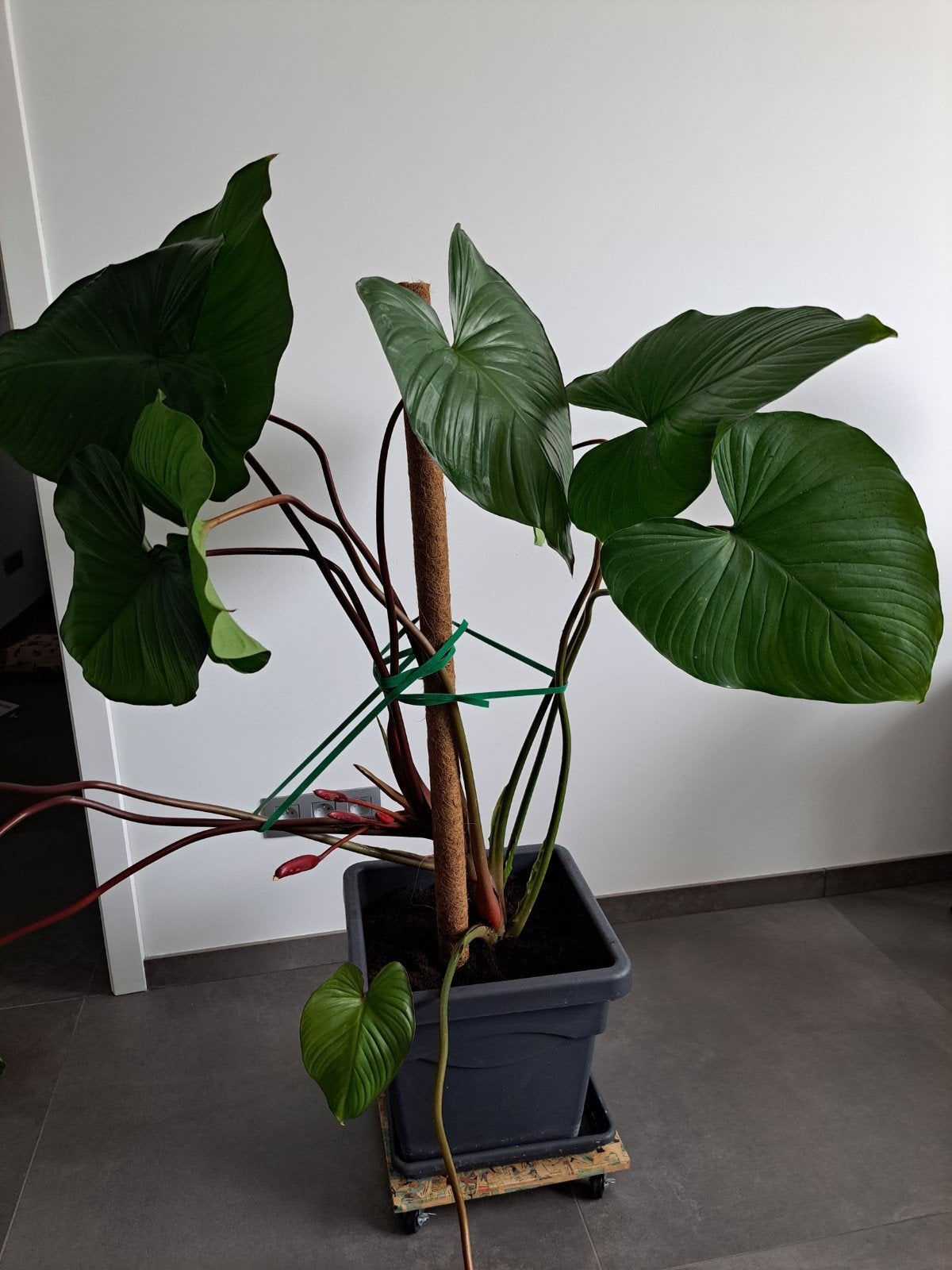 Homalomena rubescens 'Maggy' - Hartenkoningin, Vaste plant, Bloeit niet, Halfschaduw, Ophalen