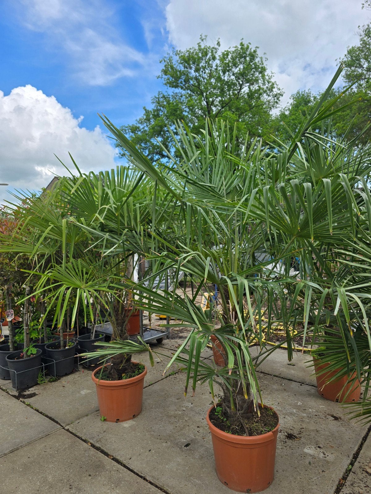 Trachycarpus fortunei palmbomen €175, Ophalen, Overige soorten, Volle zon