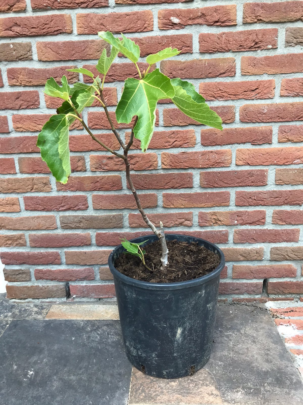 Vijgenboom, Bloeit niet, Overige soorten, Minder dan 100 cm, Ophalen