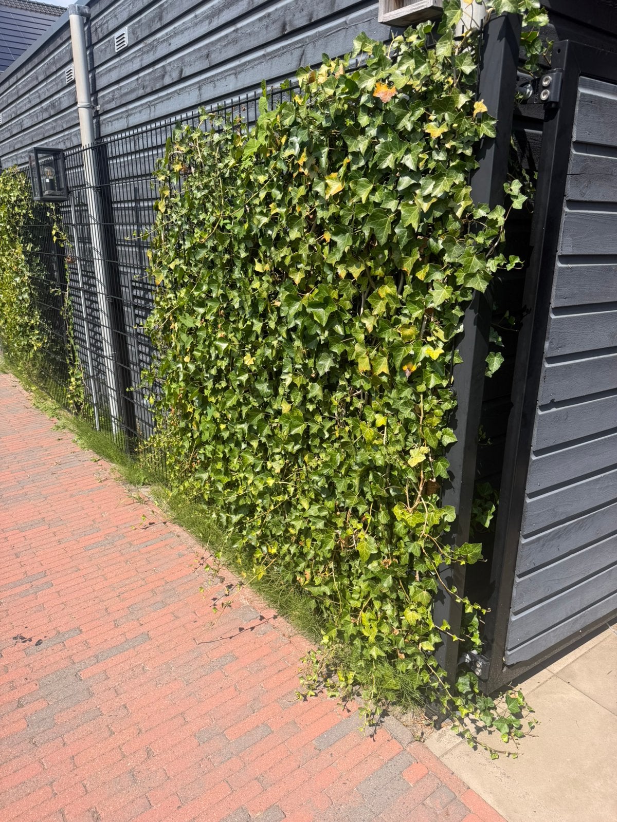 5 stuks hedera GRATIS, Tuin en Terras, Ophalen of Verzenden, Overige soorten, 100 tot 250 cm