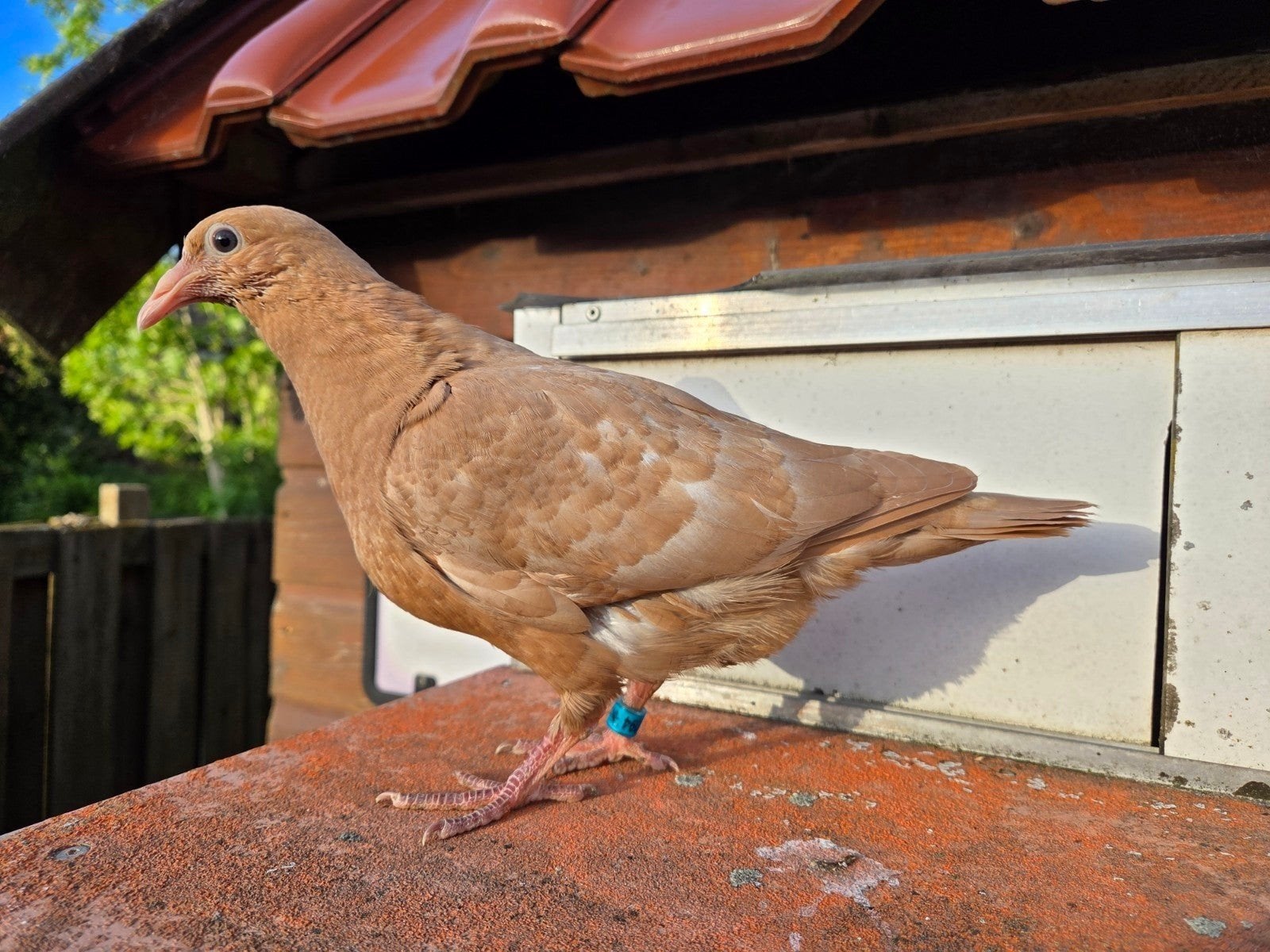 Te koop jonge postduif, Dieren en Toebehoren, Vogels | Duiven, Postduif, Mannelijk