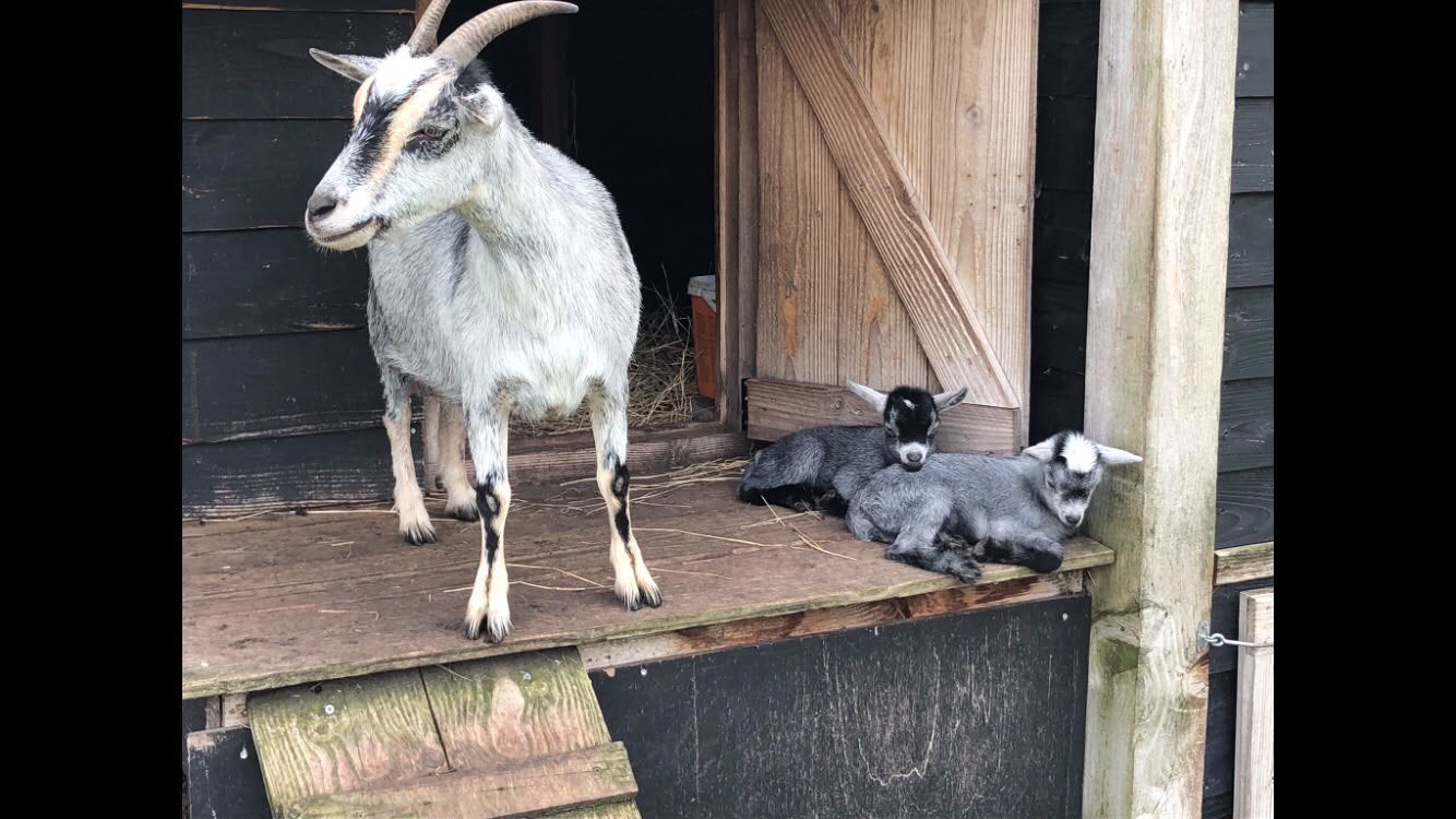 Dwerggeit Blauwschimmel tan, Dieren en Toebehoren, Vrouwelijk, Geit