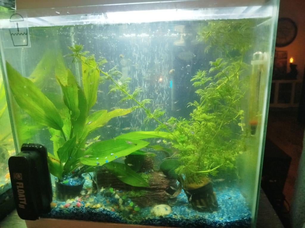 Jonge guppy's verschillende kleuren!, Dieren en Toebehoren, Vissen | Aquariumvissen, Vis