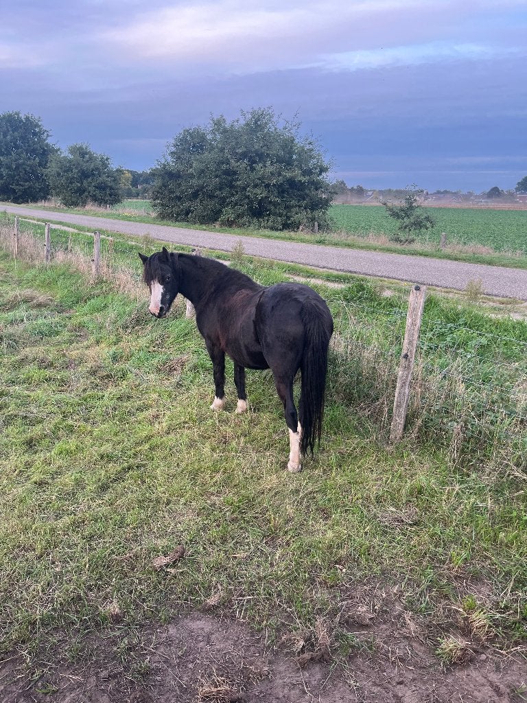 Oudere zwarte Welsh A merrie, weidemaatje/wandelpony, Dieren en Toebehoren, Merrie, A pony (tot 1.17m), Met stamboom, Onbeleerd