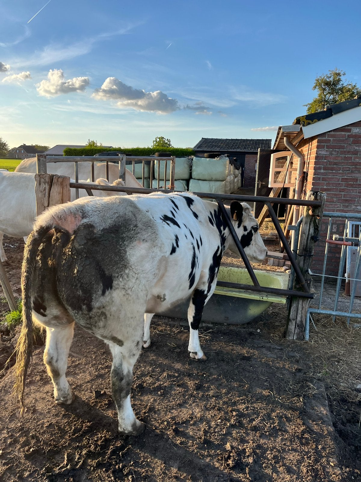 Te koop dragende dikbil koe, 3 tot 6 jaar