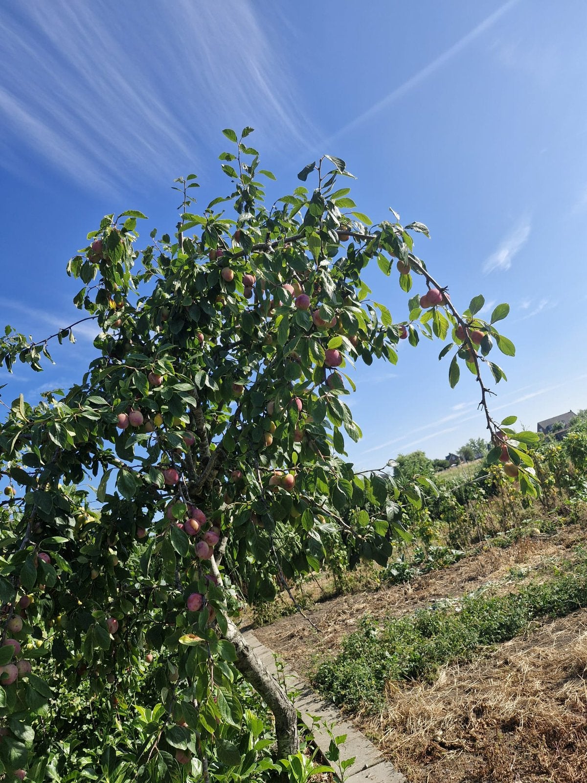 Pruimen boom, Ophalen of Verzenden, Lente